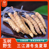 三江源冬蟲(chóng)夏草野生蟲(chóng)草 青海玉樹(shù)蟲(chóng)草高海拔蟲(chóng)草青海蟲(chóng)草頭期 包郵 6根一克