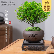 開(kāi)時(shí)果 小葉赤楠盆景擺件 辦公室桌面綠植花卉好養盆栽植物源頭直發(fā)包郵 【熱銷(xiāo)款】舍得紫砂盆+苔蘚+底座