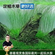 云峰海瑞水草活體懶人草魚缸造景活體水草套餐魚缸水草有莖類中后景真水草 【好養(yǎng)易活】大莎草（5只一組）