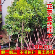 小葉金絲楠木樹苗大樹正宗名貴樹苗地栽盆栽南北方種庭院綠化苗木 高度50-70cm【帶土帶葉】