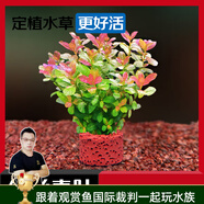 云峰海瑞水草活體懶人草魚缸造景活體水草套餐魚缸水草有莖類中后景真水草 【好養(yǎng)易活】紅絲青葉凈水石1份