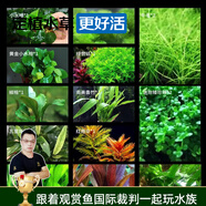 云峰海瑞水草活體懶人草魚缸造景活體水草套餐魚缸水草有莖類中后景真水草 40-50cm水草造景組合共13份
