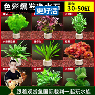 云峰海瑞水草活體懶人草魚缸造景活體水草套餐魚缸水草有莖類中后景真水草 好看好養(yǎng)【色彩爆發(fā)凈水石】30-50cm套餐