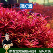云峰海瑞水草活體懶人草魚缸造景活體水草套餐魚缸水草有莖類中后景真水草 【顏色艷麗】紅宮廷（8-10只一組）