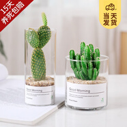 開(kāi)時(shí)果 多肉植物仙人球仙人掌小盆栽桌面植物 肉肉組合辦公室內綠植花卉 黃毛掌+萬(wàn)重山+黃金沙營(yíng)養土