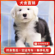 旺狗財貓古代牧羊犬幼犬活體古牧純種寵物狗狗古牧犬大型犬 寵物級 公