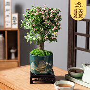 開(kāi)時(shí)果 金枝玉葉盆栽多肉植物盆景 辦公室內(nèi)桌面花卉小綠植源頭直發(fā)包郵 【棒棒糖】旭日東升盆+苔蘚+底托