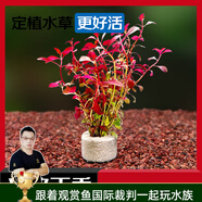 云峰海瑞水草活體懶人草魚缸造景活體水草套餐魚缸水草有莖類中后景真水草 【好養(yǎng)易活】紅丁香凈水石1份