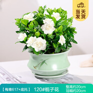 開時(shí)果 梔子花盆栽濃香型四季開花卉 陽臺(tái)花卉好養(yǎng)綠植物源頭直發(fā)包郵 梅青617瓷盆+底托【120#梔子花】