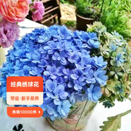 虹越（HONGYUE）大花繡球花盆栽苗 無盡夏花手鞠萬華錦繡球八仙花庭院陽臺(tái)花卉 【大花繡球】“佳澄”1加侖