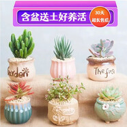 多肉植物帶盆綠植花卉盆栽貴貨老樁群生玉樹玉露仙人掌精品肉肉 田園風6盆組合[自選不超4.8元