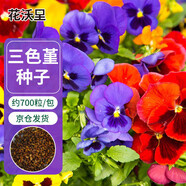 花沃里三色堇花種子約700粒 花卉種子四季草籽家庭盆栽土陽(yáng)臺(tái)庭院種植