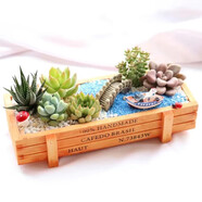 花藝萌多肉植物組合盆栽含盆含土創(chuàng)意diy拼盤花盆肉肉植物室內(nèi)綠植花卉 小橋流水 含盆