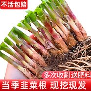 大禹韭菜根苗新根紫紅根韮菜移栽根種子四季壽光本地老品種大寬葉蔬菜 壽光紫紅根寬葉韭菜根苗200棵+2包肥