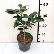 綠可娜山茶花樹(shù)苗名貴室內(nèi)品種花卉陽(yáng)臺(tái)綠植福建龍巖基地特惠精選 3年4-6分支整盆高30-35公分  帶花苞 不含盆