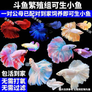 斗魚(yú)一對公母繁殖生小魚(yú)泰國斗魚(yú)婚紗半月仙女熱帶魚(yú)桌面寵物好養 一對到家可繁殖生小魚(yú) 【彩霞炫彩系】公母可生小魚(yú)2條