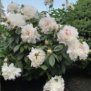 接運(yùn)貓重瓣芍藥花苗帶芽四季開(kāi)花種根陽(yáng)臺(tái)盆栽庭院鮮花觀賞牡丹花 楊妃出浴812芽送促花肥料