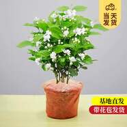 開時(shí)果 茉莉花盆栽濃香型 桌面綠植物陽臺(tái)花卉樹苗盆景擺件源頭直發(fā)包郵 精品茉莉花3-6株【原土發(fā)貨】