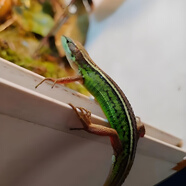 北草綠色草蜥小精靈寵物小蜥蜴入門(mén)級寵物豹紋睫角守宮蜥蜴 一只大號