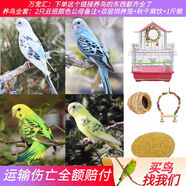 萬寵匯 鳥活體虎皮鸚鵡籠養(yǎng)牡丹玄風活鳥學說話手養(yǎng)小太陽鸚鵡和尚鸚鵡 自選云班2只備注+雙層養(yǎng)籠+1斤糧