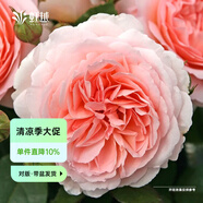 虹越（HONGYUE）月季花苗盆栽苗 龍沙寶石藍(lán)色陰雨花園陽臺居家裝飾精品花卉TX 【灌木月季】童話魔法（1加侖盆栽苗）