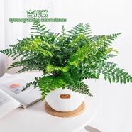 花友吉姆蕨盆栽蕨類(lèi)植物懶人門(mén)口室內辦公室電視柜旁邊綠植好養活四季 中盆吉姆蕨+白色流星雨吸水盆