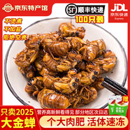 匯爾康2025新鮮知了猴金蟬爬叉100只生鮮知了龜唐僧肉速凍 【甄選大號】知了猴100只