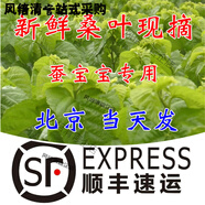 新鮮桑葉蠶寶寶飼料小蠶鮮嫩現(xiàn)摘桑樹葉子蠶葉養(yǎng)蠶專用不打藥順豐 鮮桑葉500克順豐