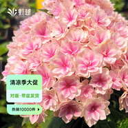 虹越（HONGYUE）大花繡球花盆栽苗 無(wú)盡夏花手鞠萬(wàn)華錦繡球八仙花庭院陽(yáng)臺(tái)花卉 【大花繡球】“夏洛特公主”2加侖
