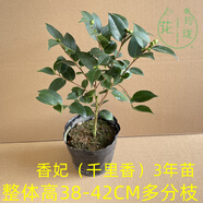 香妃山茶花樹苗盆栽濃香型植物帶花苞庭院室內(nèi)四季開花卉五色赤丹 香妃3年（帶花苞）+原土發(fā)貨 不含盆