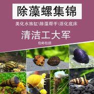 卡奇魚 淡水除藻觀賞螺 吃褐藻絲藻 青苔 黑毛清缸吃垃圾清潔魚缸工具螺 隨機(jī)5種10只