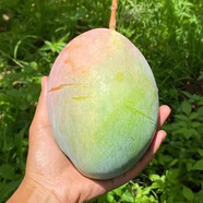 博多客正宗四川攀枝花凱特芒果青皮大芒果新鮮水果當(dāng)季整箱特大凱特芒 5斤一級特大果（約4個(gè)）
