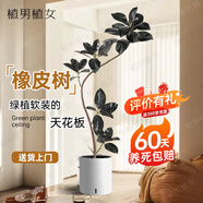 植男植女橡皮樹(shù)大型盆栽綠植造型室內辦公室客廳大盆栽黑金剛源頭直發(fā)