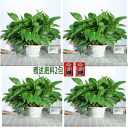 小冤家綠蘿盆栽室內(nèi)花卉綠植綠籮水養(yǎng)花卉盆景桌面辦公客廳水培大葉綠色 180#綠蘿四盆裝+2包肥料