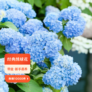 虹越（HONGYUE）大花繡球花盆栽苗 無(wú)盡夏花手鞠萬(wàn)華錦繡球八仙花庭院陽(yáng)臺(tái)花卉 【大花繡球】“無(wú)盡夏”2加侖