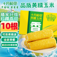 十月稻田 黃糯玉米4.4斤(220g*10根)  東北糯玉米 低脂禮盒 早餐雜糧