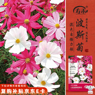 壽禾 格?；ǚN子種苗混色波斯菊花卉種籽 波斯菊種子(混色大花)1000粒