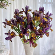 紫色鳶尾花鮮花云南基地直發(fā)家用水養新鮮插花束花馬蓮花鮮切花 國產(chǎn)鳶尾紅灰燼1扎10支