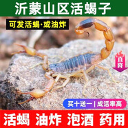 蝎子活全蝎活體沂蒙山野性十足全蝎活蝎子中藥材泡酒油炸藥用食用 50只公蝎【6-7厘米】送5只防死