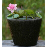 碗蓮種藕微型迷你小荷花根莖帶花芽苞四季開(kāi)花水生植物室內(nèi)外花卉 霓裳【種藕】帶芽 不含盆