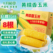 十月稻田 黃糯香玉米 3.52斤(220g*8根) 東北黏甜玉米棒 早餐 雜糧禮盒