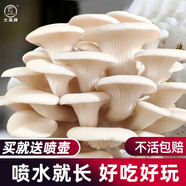 大禹平菇蘑菇種植包菌包家庭食用菌種子玉米芯菌棒菌菇自家種批發(fā) 白平菇蘑菇小菌包【實(shí)發(fā)5袋】