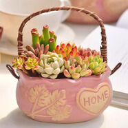 綠蔭巷子多肉植物組合盆栽陶瓷花盆新手肉肉辦公室內(nèi)桌面裝飾水果圖案 【粉色陶瓷提籃】8顆隨機(jī)不重復(fù)