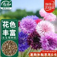 壽禾 矢車菊花種子苗四季種植花卉種籽 濰育壽藝矢車菊種子5000粒