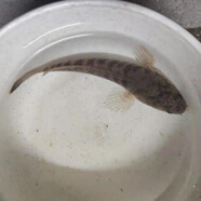 觀(guān)賞魚(yú),活體雷龍冷水魚(yú)野生南醴耐養淡水魚(yú)彩虹雷龍魚(yú)帶氧魚(yú) 彩虹雷龍9-12厘米一公一母