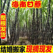 桃西村整根 新鮮甘蔗 海南新鮮甘蔗 黑皮甘蔗 結(jié)婚 搬家 喬遷紅皮甘蔗 9斤 2根完整葉子2.5米