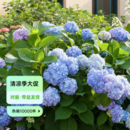 虹越（HONGYUE）大花繡球花盆栽苗 無(wú)盡夏花手鞠萬(wàn)華錦繡球八仙花庭院陽(yáng)臺(tái)花卉 【花園大會(huì)特供】大花繡球“無(wú)盡夏”1加侖