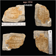 王冠三葉蟲魚樹古生物化石原石天然考古標本客廳桌面創(chuàng)意擺件飾品 wgc-014（L）