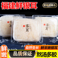 譽(yù)福園福建古田新鮮銀耳嫩白木耳新鮮菌菇雪耳現(xiàn)挖木耳熬湯出膠滋養(yǎng)時(shí)蔬 3朵裝