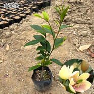 含笑花苗盆栽 香妃樹苗芳香植物耐寒四季常青 庭院陽臺(tái)室內(nèi)外含笑 小苗沖量高20cm帶原土整杯 不含盆
